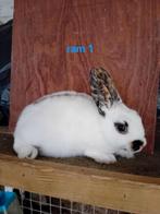 Lotharinger dwerg konijnen, Dieren en Toebehoren, Konijnen, Meerdere dieren