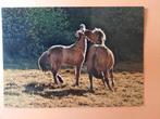 paard kaart poppverlag Fjord fjordenpaard, Ophalen, 1960 tot 1980, Ongelopen, Paard