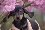 Teckel pups dwerg alle kleuren 🌸🐾💝, Dieren en Toebehoren, Honden | Teckels en Dashonden, Rabiës (hondsdolheid), Meerdere, 8 tot 15 weken