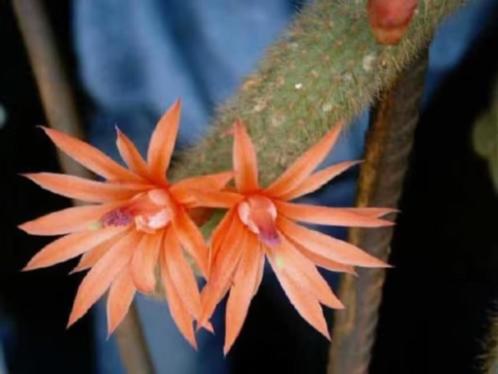 Cactus Hildewintera Aureispina apenstaart cactus. Pot 15cm, Huis en Inrichting, Kamerplanten, Cactus, Minder dan 100 cm, Bloeiende kamerplant