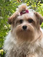 Biewer yorkshire terrier teefje, Dieren en Toebehoren, Overige rassen, CDV (hondenziekte), 1 tot 2 jaar, Teef