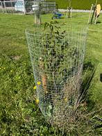 Walnoot boom, Tuin en Terras, Planten | Bomen, Ophalen of Verzenden, Volle zon, Overige soorten