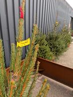 Kerstbomen, Ophalen, ., Nieuw, .