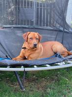 Labrador Dekreu Redfox met stamboom, Rabiës (hondsdolheid), Reu, Eén hond, 3 tot 5 jaar