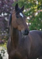 Lina zoekt een nieuw huisje ️, Dieren en Toebehoren, Merrie, Recreatiepaard, 11 jaar of ouder