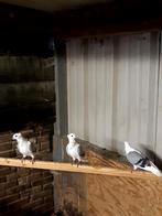 Oud Hollandse meuwkes, Dieren en Toebehoren, Vogels | Duiven, Meerdere dieren, Overige soorten