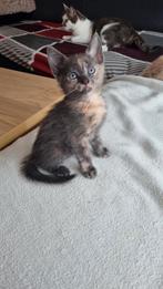 Laatste 2 Blauwe Rus kruising kittens – speels & knuffelig, Dieren en Toebehoren, Meerdere dieren, Kortharig, 0 tot 2 jaar