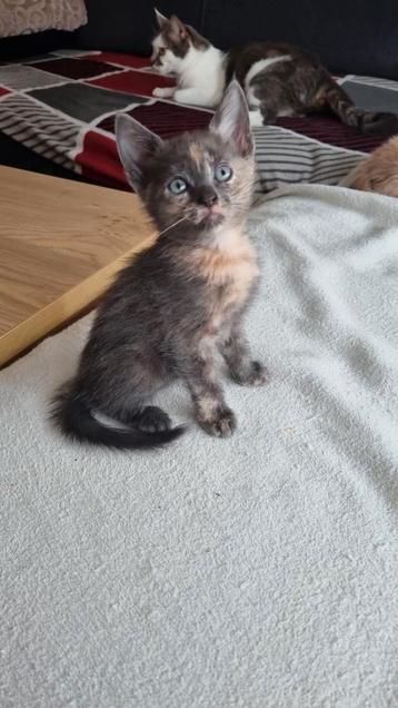 Laatste 2 Blauwe Rus kruising kittens – speels & knuffelig beschikbaar voor biedingen