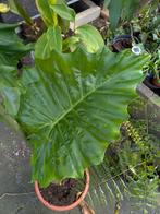 Babyplanten Alocasia Portodora en Macrorrhiza, Ophalen of Verzenden, Halfschaduw, Minder dan 100 cm