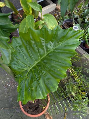 Babyplanten Alocasia Portodora en Macrorrhiza beschikbaar voor biedingen