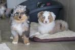 Duck Toller Retriever kruising x Australian Shepherd pups, Dieren en Toebehoren, Honden | Herdershonden en Veedrijvers, Nederland