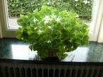Oxalis knolletjes, Oxalis papilionacea, geluksklaver, Overige soorten, Minder dan 100 cm, Bloeiende kamerplant, Halfschaduw