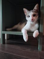 Lieve kater Boaz zoekt een gouden mandje met buitenruimte, Kater