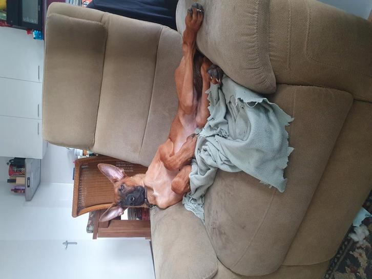 Mechelse herder pup 6 maanden, Dieren en Toebehoren, Hondenspeelgoed, Ophalen