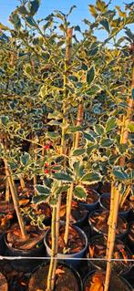 Bomenopruiming. Bonte hulst op stam per stuk €25, Ophalen of Verzenden, Minder dan 100 cm, Zomer, Volle zon