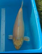 5x koi, Dieren en Toebehoren, Karper of Koi