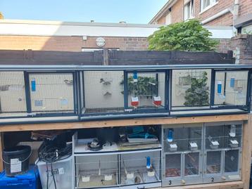 Voliere ( met evt onderstel ) beschikbaar voor biedingen