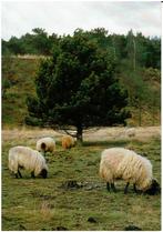 Ansichtkaart Mook, schapen, Mookerheide, Ophalen of Verzenden, 1980 tot heden, Ongelopen, Limburg