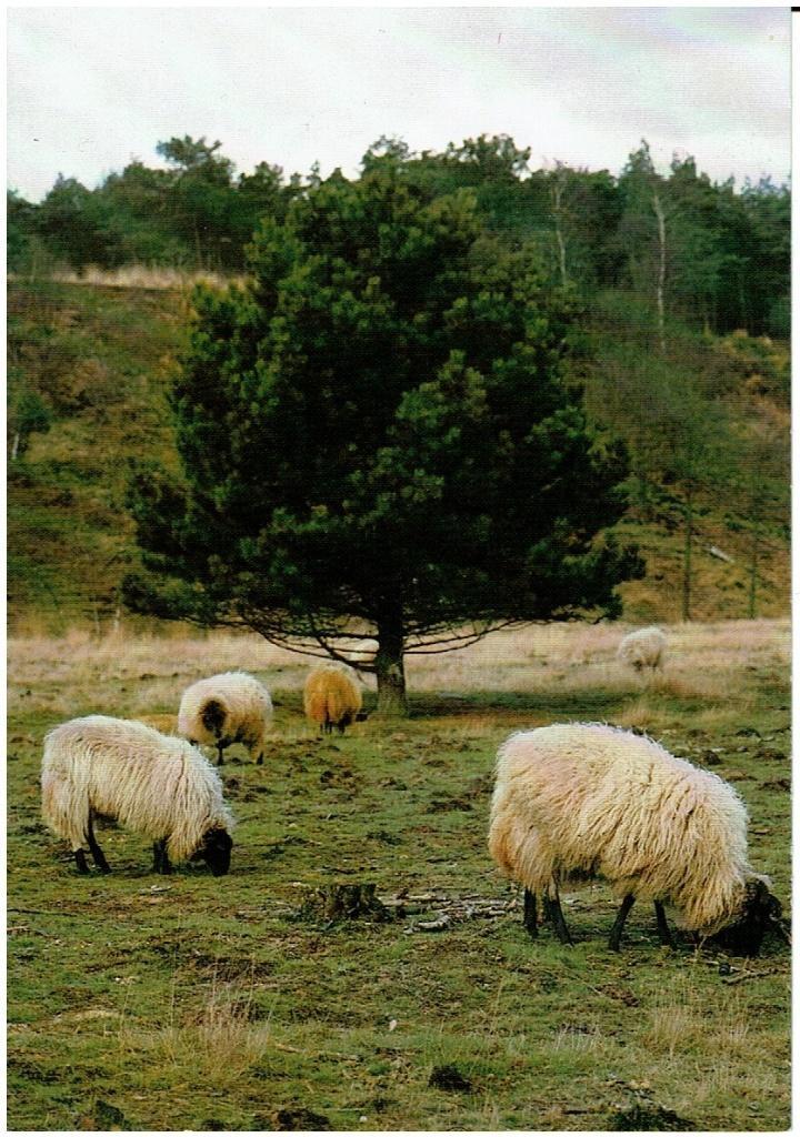 Ansichtkaart Mook, schapen, Mookerheide, Verzamelen, Ansichtkaarten | Nederland, Ongelopen, Limburg, 1980 tot heden, Ophalen of Verzenden