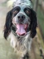 ACE: Willy is een sociale, lieve hond, Dieren en Toebehoren, Honden | Setters en Staande honden, Particulier, Rabiës (hondsdolheid)