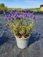 Lavendel angustifolia – Geurige, Sterke Tuinplant, Tuin en Terras, Planten | Tuinplanten, Volle zon, Vaste plant, Zomer, Ophalen