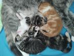 Schattige kittens., Dieren en Toebehoren, Katten en Kittens | Overige Katten, Meerdere dieren, Kortharig