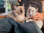 Kittens ragdoll laatste 2 te koop, Meerdere dieren, Gechipt, 0 tot 2 jaar