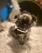 Chihuahua pups, Dieren en Toebehoren, Honden | Chihuahua's en Gezelschapshonden, Reu, Meerdere, Chihuahua, Nederland