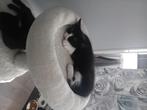 Nog 2 lieve kittens, Dieren en Toebehoren, Katten en Kittens | Raskatten | Korthaar, Poes, Ontwormd, 0 tot 2 jaar