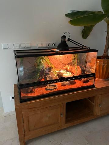 Luipaardgekko met exo terra 90 beschikbaar voor biedingen