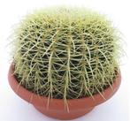 Echinocactus grusonii - Schoonmoedersstoel - bolcactus, Ophalen, Minder dan 100 cm, Bloeiende kamerplant, Volle zon