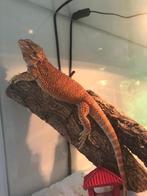 Baardagaam met inhoud bak en bak zelf, Dieren en Toebehoren, Reptielen en Amfibieën, Hagedis, Met terrarium, 0 tot 2 jaar