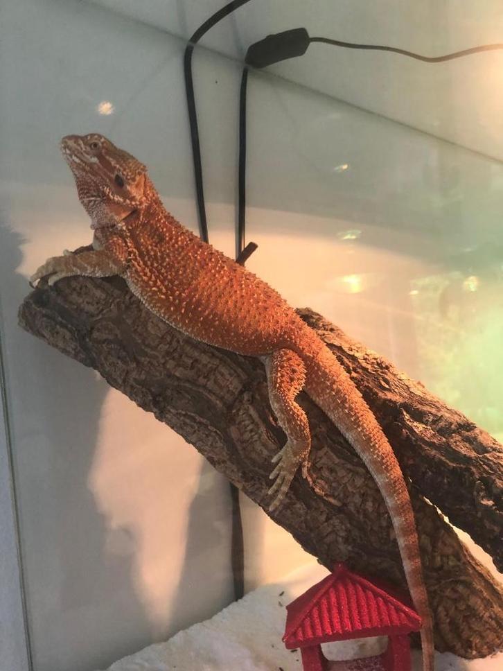 Baardagaam met inhoud bak en bak zelf, Dieren en Toebehoren, Reptielen en Amfibieën, Hagedis, 0 tot 2 jaar, Met terrarium, Tam