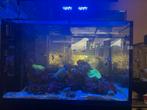 Red sea reefer peninsula G2, Dieren en Toebehoren, Ophalen of Verzenden, Gevuld zeewateraquarium