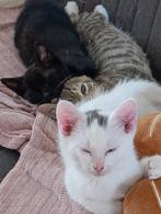 3 mooie kittens ., Dieren en Toebehoren, Katten en Kittens | Overige Katten, Kater