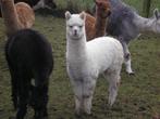 alpaca, Dieren en Toebehoren, Overige Dieren, Meerdere dieren, Na 1 juli 2024