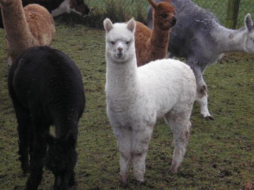 alpaca, Dieren en Toebehoren, Overige Dieren, Meerdere dieren, Na 1 juli 2024