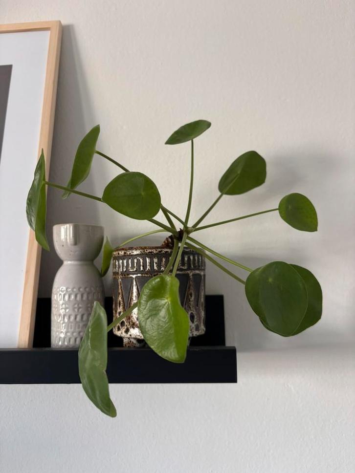 Stekje pannenkoekenplant, Huis en Inrichting, Kamerplanten, Minder dan 100 cm, Halfschaduw, Ophalen