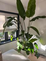 Kamerplant Stelitzia Nicolai XXL lengte 260cm, Huis en Inrichting, Kamerplanten, Ophalen, 200 cm of meer, Overige soorten, Halfschaduw