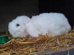 Teddywidder konijn rammelaar, Dieren en Toebehoren, Mannelijk, Klein, 0 tot 2 jaar, Hangoor