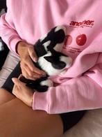 Lieve Hollander konijntjes te koop, Dieren en Toebehoren, Konijnen, Geslacht onbekend, Middelgroot, 0 tot 2 jaar