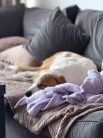 Tobby zoekt voor nieuwe huis, Dieren en Toebehoren, Honden | Niet-rashonden, Rabiës (hondsdolheid), Reu, 1 tot 2 jaar, Eén hond