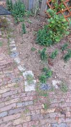 Kinderkoppen, Tuin en Terras, Grind, Keien en Split, Ophalen, Gebruikt, Grijs, Basalt