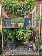 Oude druif dikke stam / Vitis Vinifera vol met druiven, 100 tot 250 cm, Zomer, Palmboom, Ophalen