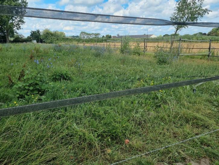 Gratis tijdelijke weidegang aangeboden/ grasmaaiers gezocht, Dieren en Toebehoren, Stalling en Weidegang, Weidegang, 2 of 3 paarden of pony's