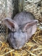 2 prachtige Vlaamse reuzen rammen, Dieren en Toebehoren, Konijnen, Mannelijk, Groot