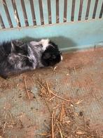 Cavia beer, Dieren en Toebehoren, Mei, Mannelijk, Cavia
