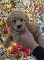 Prachtige poedel pups te koop, Dieren en Toebehoren, Honden | Chihuahua's en Gezelschapshonden, Poedel, 8 tot 15 weken, Meerdere