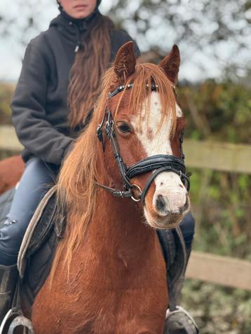 Knappe welsh ruin ook perfect voor coaching beschikbaar voor biedingen
