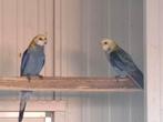 Bleekkop rosella's, Dieren en Toebehoren, Vogels | Parkieten en Papegaaien, Mannelijk, Parkiet, Geringd